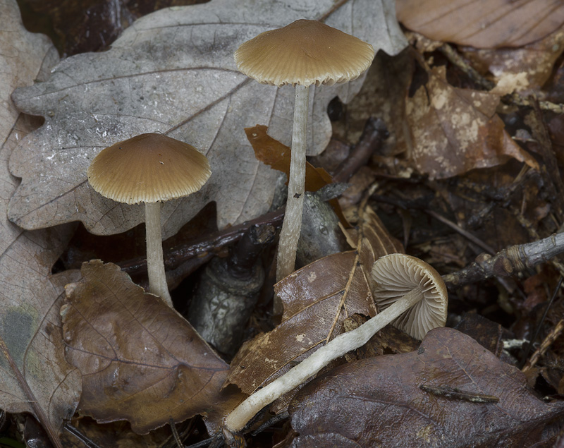 Psathyrella obtusata